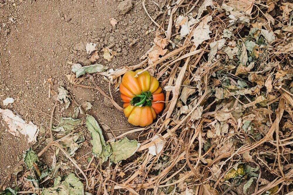 Artistic still life from the series 'Pomodorissimo!' by Irene Pietrella, conceptual photography exploring culinary themes